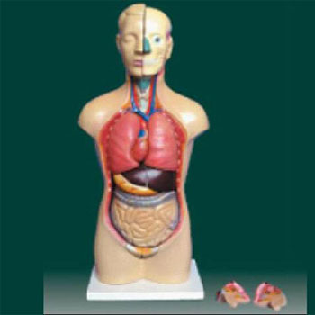  男、女兩性人體半身軀干模型KAR/10003D  